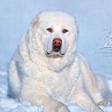 Alabai Central Asian Shepherd Alabai Dog Huge Dogs Dog Breeds
