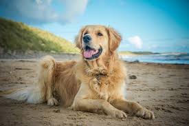Buy and sell on gumtree australia today! Golden Retriever Pets4life