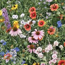 Download Northeast Wildflower Seed Mix Ne Seed