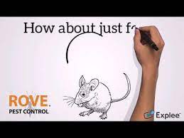 How Long Can Mice Go Without Food And Water Youtube