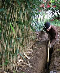 Pin By Jessi Webb On Gardening Bamboo Garden Plants Bamboo Plants