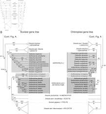 Image result for Dissotis melleri