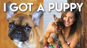 They come with papers, shots, and health guarantees. I Got A Puppy Youtube