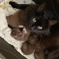When you are ready, contact the cat breeders, rescues or pet owners of your favorite kittens to learn more and plan your visit. Cat Has Four Kittens With Rare Brown Coat And Kind Family To Help Them Thrive Love Meow