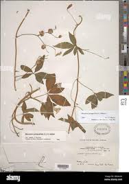 Image result for Merremia quinquefolia