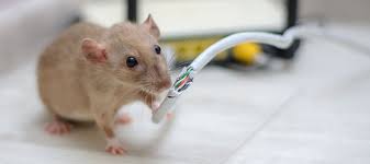 Orkin canada has released its second annual list of the rattiest cities in the province. Rodent Infestations The Damage Disease They Cause The Hitmen