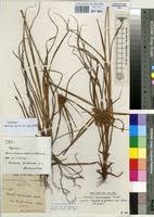Image result for Cyperus chersinus