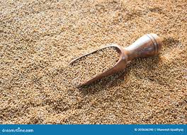 Image result for Paspalum scrobiculatum