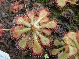 Image result for Drosera dielsiana