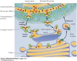 Session 74 75 The Secretory Pathway Protein Sorting Processing And Transport To Target Membranes Flashcards Quizlet