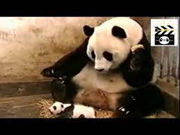 Pandas Sneezing Mother Panda Startled By Her Baby Youtube