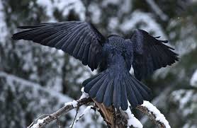 Black White Raven Spirit Animal Black Bird Nocturnal Animals