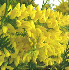 Welcome to direct plants ltd award winning nursery delivering high quality plants & trees to your door since 1989 featured categories acers and maples buxus and topiary climbing plants conifers fruit bushes fruit trees house plants hedging trees large root ball hedging magnolias ornamental trees palms & tropical polytunnels roses shrubs Top Flowers Foliage Ornamental Trees Blog