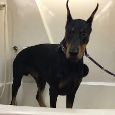Mobile pet grooming miami is an easy way of caring for your pets. Pet Grooming Southwest Ranches Mobile Pet Grooming Sunrise Fl