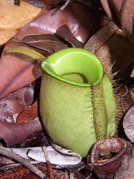 What does periuk kera mean in malay? Nepenthes Ampullaria Wikipedia Bahasa Melayu Ensiklopedia Bebas