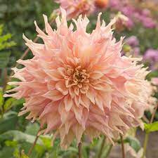Dahlia Penhill Watermelon White Flower Farm Flower Beauty Dahlia