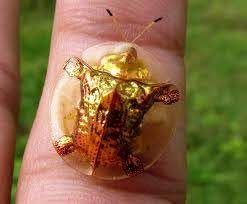 Check out our tortoise beetle selection for the very best in unique or custom, handmade pieces from our insects shops. The Golden Tortoise Beatle Tortoise Beetle Beetle Insects