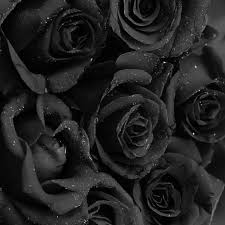 Toronto Lash Extensions Artist On Instagram Be Patient With Yourself Nothing In Nature Blooms A In 2020 Black Roses Wallpaper Black Aesthetic Wallpaper Black Flowers