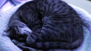 Bitte nicht die katze in das pipi drücken, das ist ein no go. Katze Pinkelt Ins Bett Ursache Und Losung Spezialreiniger24 Wissen