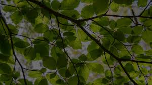 Landscaper Plymouth Duxbury Kingston Ma Cjv Landscaping Tree Removal