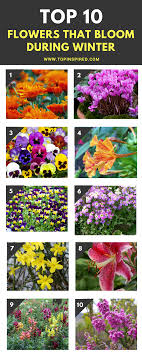 Top 10 Flowers That Bloom During Winter Top Inspired Winter Flowers Garden Winter Flowers Winter Plants