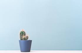 Wallpaper Cactus Plant Minimalism Hd Widescreen High Definition Fullscreen Download, share or upload your own one! no 1 free wallpapers