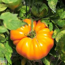 Que Faire Des Plants De Tomates En Fin De Saison Tous Les Conseils De Culture Des Tomates Planter Tomates Tomates Jardin Potager