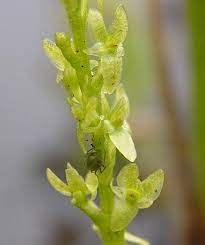 It grows in bogs in temperate and subarctic regions of the northern hemisphere. Hammarbya Paludosa Bog Orchid