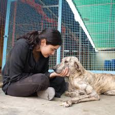 We did not find results for: Acf Animal Rescue Acf Animal Rescue