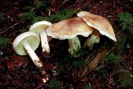 Image result for Brownleea maculata