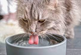 To do this, it is necessary to know the cat's routine and personality, as polydipsia (when a cat drinks more water than normal) and the consequent polyuria (when the cat urinates more than usual) are symptoms that can go unnoticed and, therefore, carers may take some time to realize that something. Why Is My Cat Drinking More Water