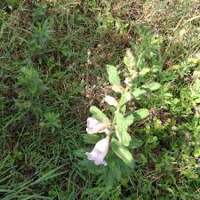 Image result for Sesamum calycinum