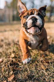 Little And Very Funny English Bulldog Puppy Running In The Park Bulldog English Bulldog Bulldog Puppies