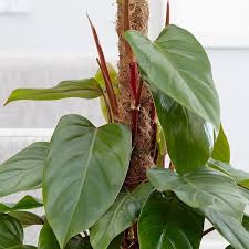 Philodendron Erubescens Red Emerald Philodendron Philodendron Philodendron Plant Ornamental Plants