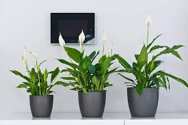 8 may at 00:00 ·. 12cm Anthrazit Pflanzkubel Mit Untersetzer Glanzender Ubertopf Fur Balkon Kadax Blumentopf Runder Blumenkubel Aus Kunststoff Farne Matte Topf Fur Kakteen Wohnung Und Terrasse Topfe Pflanzengefasse Gefasszubehor Fineartsrojgar Com
