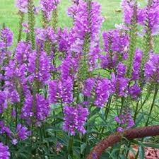 The april 3, 1909 edition of the indianapolis news column touted the beauty of lupines, recommending them to indiana gardeners. 20 Native Indiana Perennials Ideas Perennials Plants Native Plants