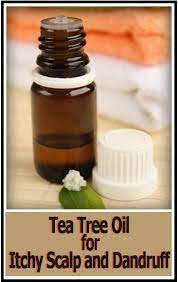Tea Tree Oil For Itchy Scalp And Dandruff Tea Tree Oil Is An Essential Oil That Has Been Obtained By Ste Tea Tree Oil Tea Tree Oil Benefits Tea Tree Oil