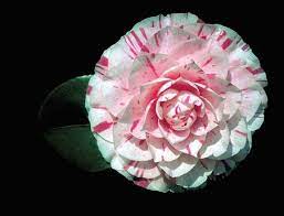 Camelia Flower National Flower Of Busan Korea Indoor Flowering Plants Amazing Flowers Most Beautiful Flowers