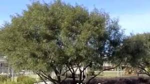 Spreading cooling shade throughout desert, inland, and coastal regions, rhus lancea is a south african native that has become extremely popular for use on medians, lawns, parking lots and parks. Rhus Lancea African Sumac Youtube