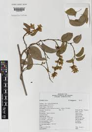 Image result for Schinziella