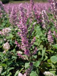 Image result for Salvia sclarea