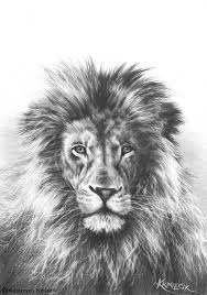 Realistic Pencil Drawing Of A Lion Black And White Art Lion Etsy Your animal pencil stock images are ready.