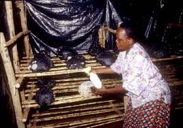 Image result for Craterosiphon quarrei