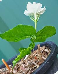 Maybe you would like to learn more about one of these? How To Propagate Arabian Jasmine Mogra Jasmine Plant Arabian Jasmine Growing Jasmine