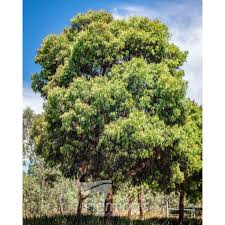 Image result for Isolepis costata