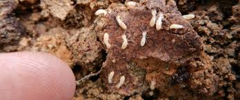 Homeowner's insurance is for unavoidable and unanticipated damage that is sudden and disastrous. How To Tell If Termites Are Active In Your House Abolish Termite And Pest Management
