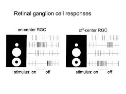 Retinal Ganglion Cell - Wikipedia