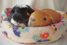 The latest information, tips, tricks and products when it comes to guinea pig accessories and what they need to be happy and playful. Guinea Pig Accessories