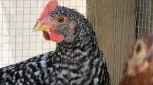 Which is bigger a rooster or a hen? 10 Week Old Barred Rock He Or She Backyard Chickens Learn How To Raise Chickens