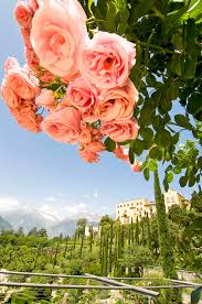 Gigantesco mazzi di fiori.i mazzi possono essere affettuosi, allegri e spiritosi. Le Rose Di Sissi Grandi Giardini Italiani